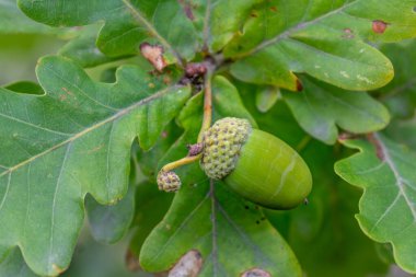 Breton meşesi, meşe palamudu ve yaprak, quercus