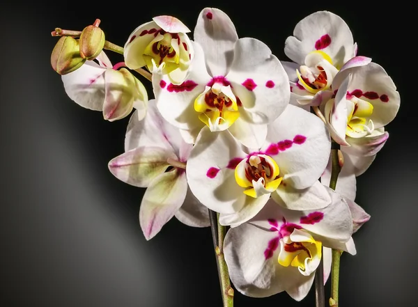 Orchidea in vaso — Foto Stock