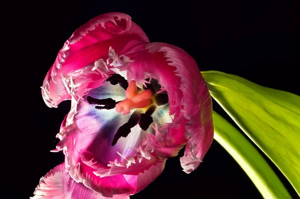 Internal light of tulip — Stock Photo, Image
