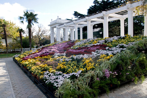 Nikita Botanical Garden, Yalta, Crimea. Ball of Chrysanthemums