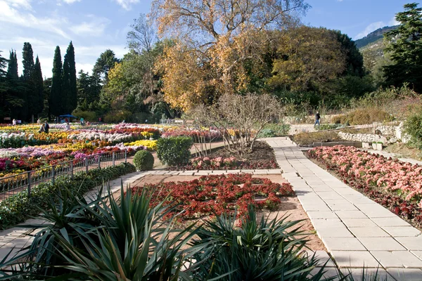 Jardín Botánico Nikita, Yalta, Crimea. Bola de Crisantemos —  Fotos de Stock