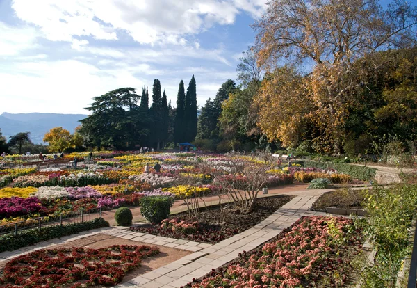 Nikita Botanical Garden, Yalta, Crimea. Ball of Chrysanthemums. — Stock Image Nikita Botanical Garden, Yalta, Crimea. Ball of Chrysanthemums. Stock Image