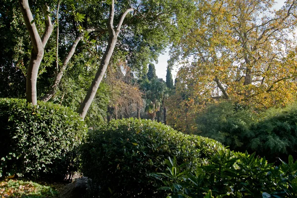 Jardín Botánico Nikita, Yalta, Crimea — Foto de Stock