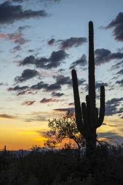 Saguaro günbatımı Sonoran Çölü'nde