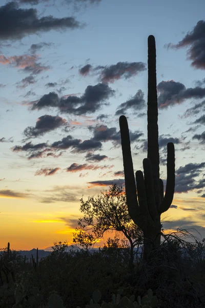 Saguaro solnedgång i Sonoraöknen — Stockfoto