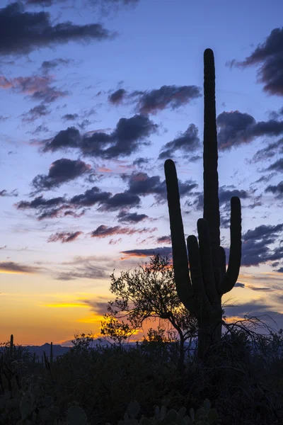 Pôr do sol no deserto de Sonora — Fotografia de Stock