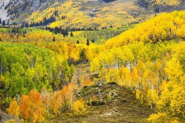 Autumn Aspens in Colorado clipart