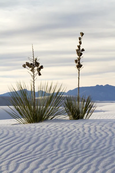 Yucca, beyaz kum Ulusal Anıtı
