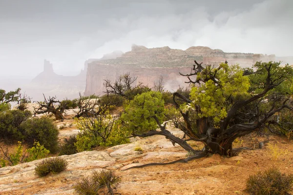 Brouillard et brouillard à Canyonlands — Photo