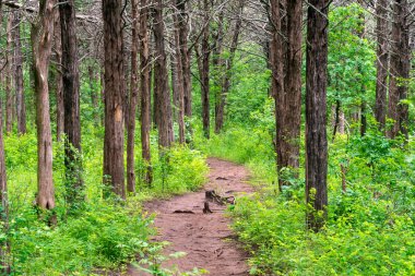Ormanda sürünen bir patika.