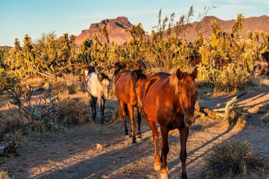 Tonto Ulusal Ormanı 'ndaki Tuz Nehri Vahşi Atları Phoenix, Arizona yakınlarında..