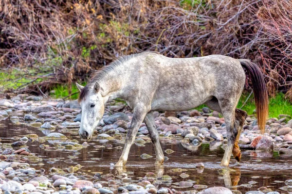 Salt River Vilda Hästar Tonto National Forest Nära Phoenix Arizona — Stockfoto