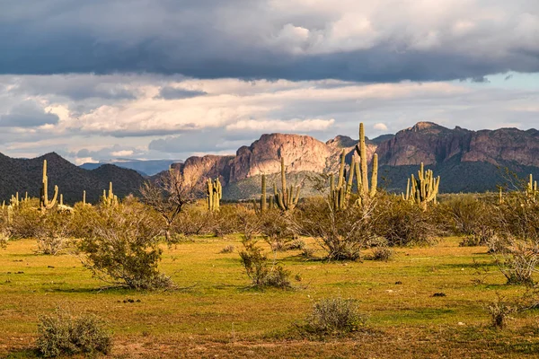 アリゾナ州フェニックス近くのソノラ砂漠の眺め — ストック写真