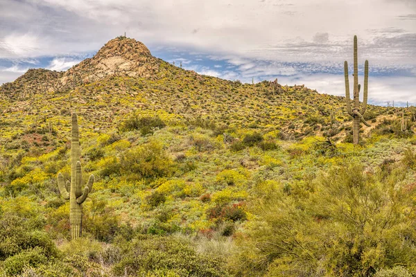 Uma Vista Deserto Sonoran Perto Phoenix Arizona — Fotografia de Stock