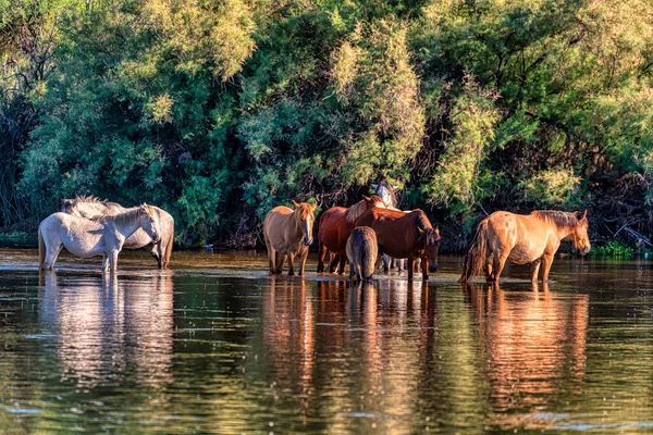 Salt River Wild Horses Tonto National Forest Phoenix Arizona — Stock Photo, Image