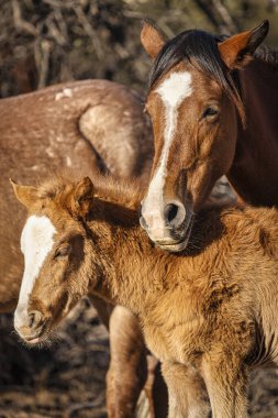 Tonto Ulusal Ormanı 'ndaki Tuz Nehri Vahşi Atları Phoenix, Arizona yakınlarında..