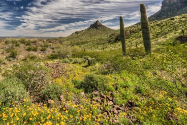 Phoenix, Arizona yakınlarındaki Sonoran Çölü manzarası..