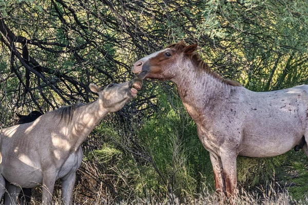Wildpferde Tonto National Forest Der Nähe Von Phoenix Arizona — Stockfoto