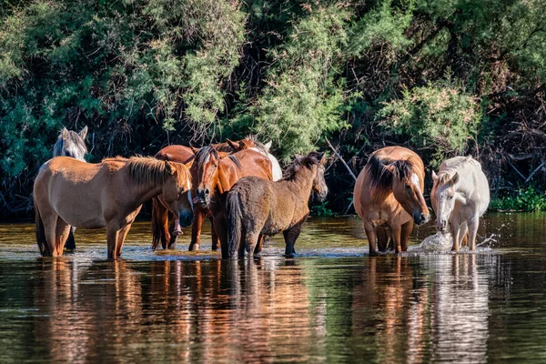 Salt River Wild Horses Tonto National Forest Perto Phoenix Arizona — Fotografia de Stock