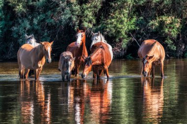 Tonto Ulusal Ormanı 'ndaki Tuz Nehri Vahşi Atları Phoenix, Arizona yakınlarında..