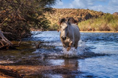 Tonto Ulusal Ormanı 'ndaki Tuz Nehri Vahşi Atları Phoenix, Arizona yakınlarında..