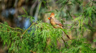 Mesquite ağacına tünemiş bir dişi.. 