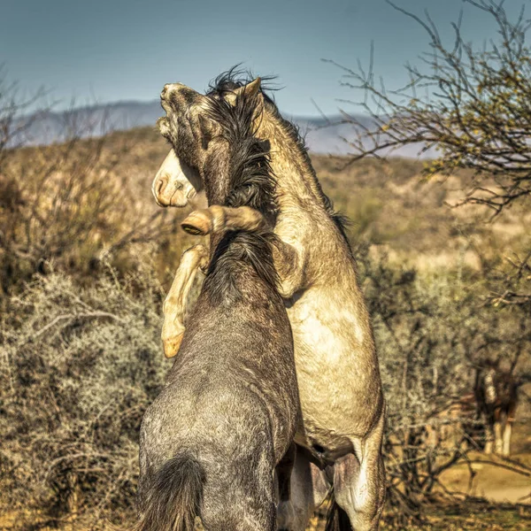Wildpferde Tonto National Forest Der Nähe Von Phoenix Arizona — Stockfoto