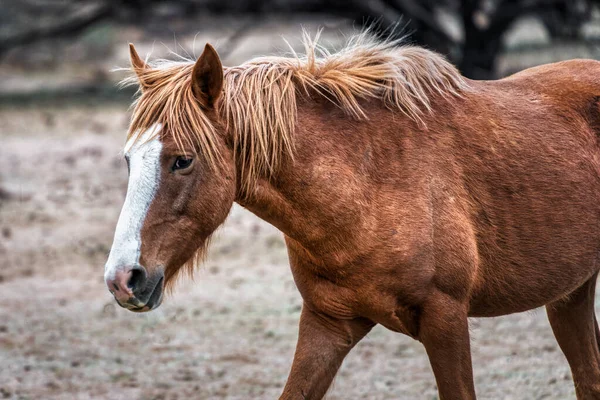 Salt River Wild Horses in Tonto National Forest near Phoenix, Arizona.