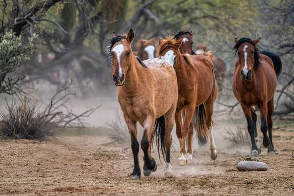 Salt River Wild Horses in Tonto National Forest near Phoenix, Arizona.