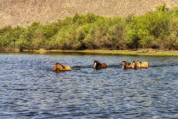 Salt River Wild Horses Tonto National Forest Pobliżu Phoenix Arizona — Zdjęcie stockowe