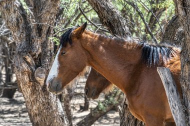 Tonto Ulusal Ormanı 'ndaki Tuz Nehri Vahşi Atları Phoenix, Arizona yakınlarında..