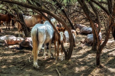 Tonto Ulusal Ormanı 'ndaki Tuz Nehri Vahşi Atları Phoenix, Arizona yakınlarında..