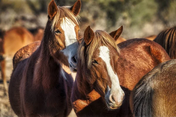 Caballos Salvajes Salt River Bosque Nacional Tonto Cerca Phoenix Arizona — Foto de Stock