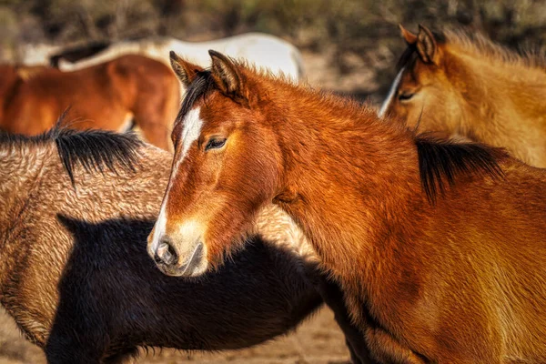 Caballos Salvajes Salt River Bosque Nacional Tonto Cerca Phoenix Arizona — Foto de Stock