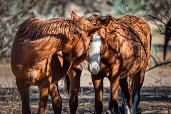 Salt River Wild Horses Tonto National Forest Pobliżu Phoenix Arizona — Zdjęcie stockowe