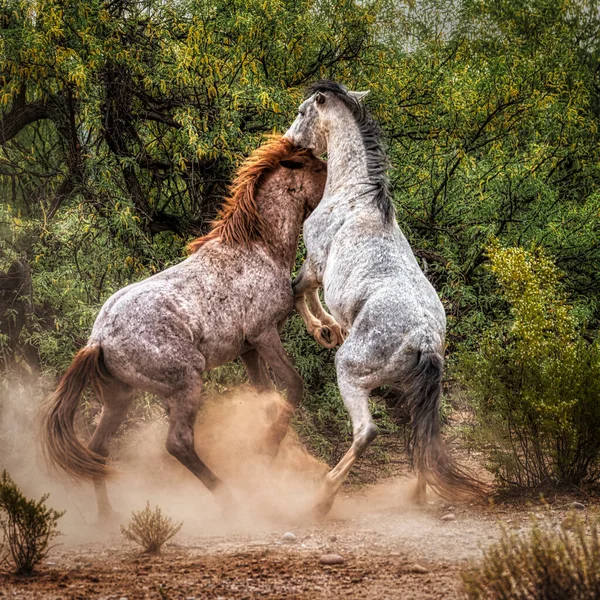 Caballos Salvajes Salt River Bosque Nacional Tonto Cerca Phoenix Arizona —  Fotos de Stock