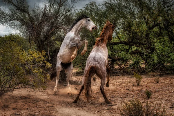 Wildpferde Tonto National Forest Der Nähe Von Phoenix Arizona — Stockfoto