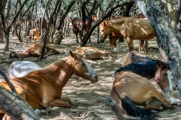 Wildpferde Tonto National Forest Der Nähe Von Phoenix Arizona — Stockfoto