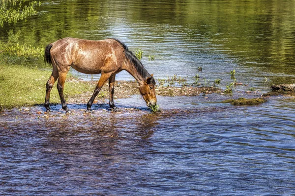 Wildpferde Tonto National Forest Der Nähe Von Phoenix Arizona — Stockfoto