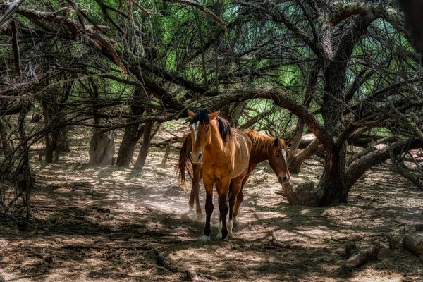 Salt River Wild Horses Tonto National Forest Perto Phoenix Arizona — Fotografia de Stock