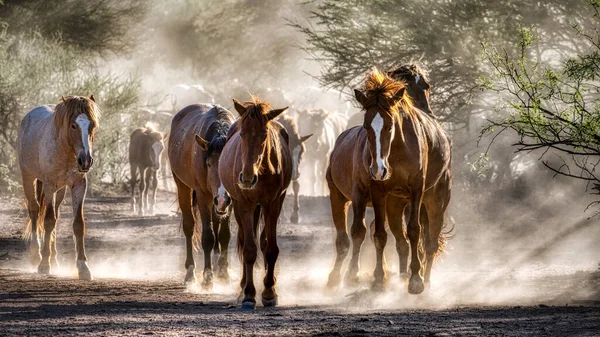 Wildpferde Tonto National Forest Der Nähe Von Phoenix Arizona — Stockfoto