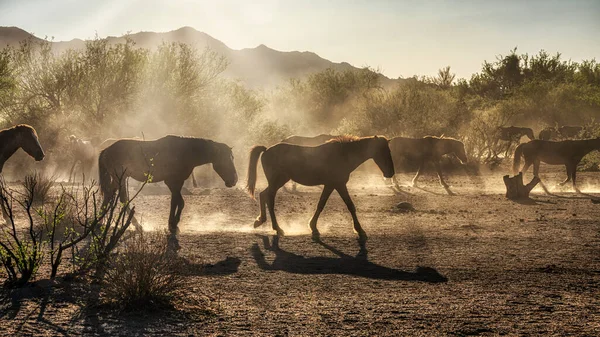 Дикі Коні Національному Лісі Тунто Поблизу Фінікса Штат Арізона — стокове фото