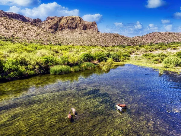 Salt River Wild Horses in Tonto National Forest near Phoenix, Arizona.