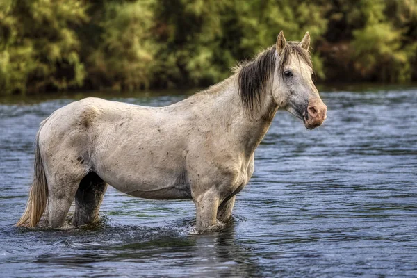 Salt River Wild Horses Tonto National Forest Perto Phoenix Arizona — Fotografia de Stock