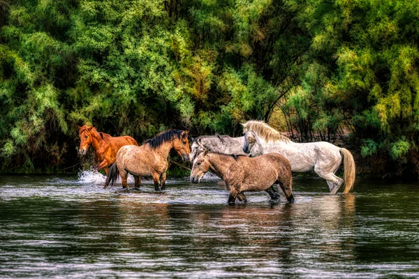 Salt River Wild Horses Tonto National Forest Pobliżu Phoenix Arizona — Zdjęcie stockowe