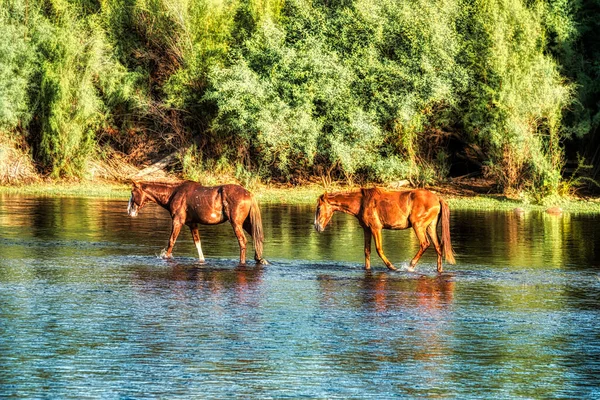 Salt River Wild Horses Tonto National Forest Perto Phoenix Arizona — Fotografia de Stock