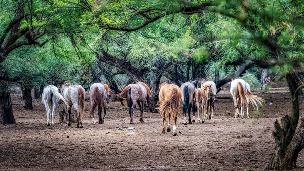 Wildpferde Tonto National Forest Der Nähe Von Phoenix Arizona — Stockfoto