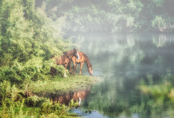 Salt River Wild Horses Tonto National Forest Pobliżu Phoenix Arizona — Zdjęcie stockowe