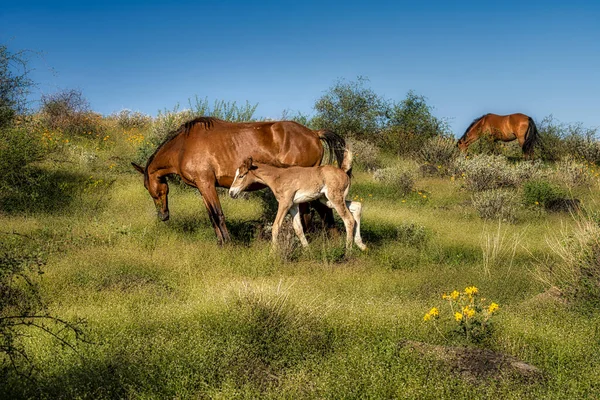 Wildpferde Tonto National Forest Der Nähe Von Phoenix Arizona — Stockfoto