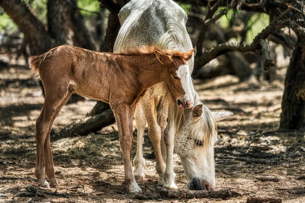 Wochen Altes Fohlen Flüstert Mama Ins Ohr Wildpferde Tonto National — Stockfoto